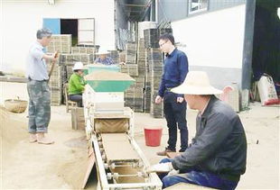 安慶日?qǐng)?bào)推廣工廠化育秧軟件 助力農(nóng)業(yè)現(xiàn)代化轉(zhuǎn)型